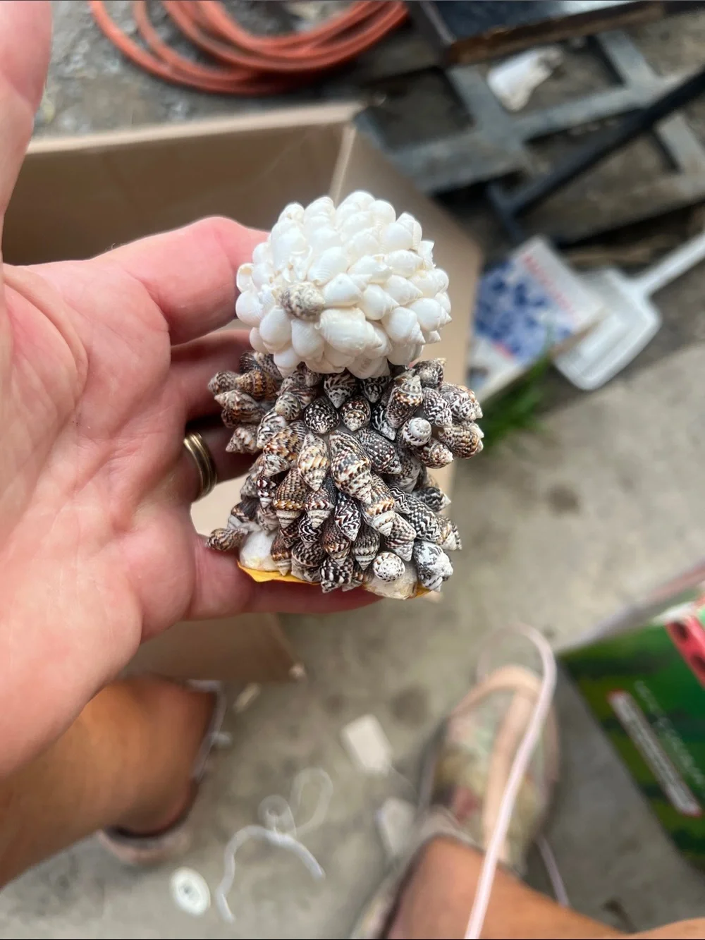 Narco decorative seashell
